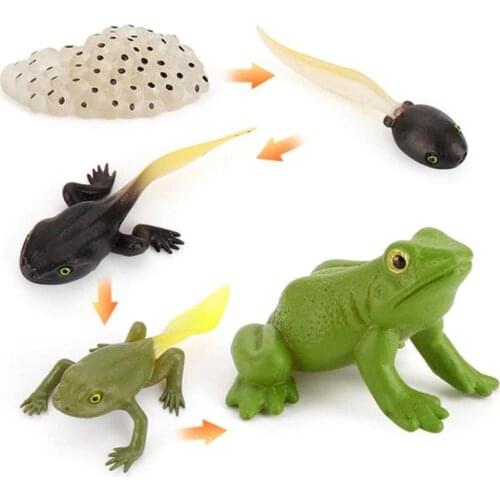 Early childhood education supplies simulation animal life cycle model animal growth cycle education frog toy set