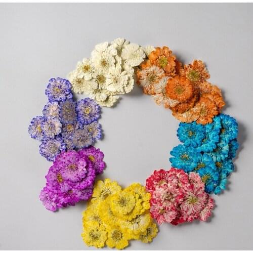 120pcs Pressed Dried Daisy Chrysanthemum Flower Plant Herbarium For Jewelry Postcard Bookmark Phone Case Invitation Card DIY