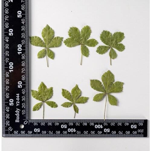 120pcs Pressed Dried Flower Acanthopanax senticosus Leaf Herbarium Epoxy Jewelry Bookmark Phone Case Makeup Nail Art Craft DIY