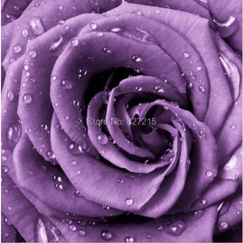 R-2827 Purple Rose Printing Ceiling Film for wall or ceiling decoration