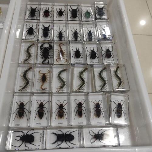 1pcs Real Insect Specimens Resin Cfraft Amber Education Toys Home Decoration Collectibles