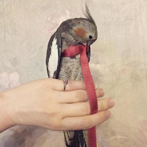 Anti-bite Flying Training Rope Parrot Bird Harness Kits Ultralight Harness Belts Adjustable Pet Bird Strap Out Ropes