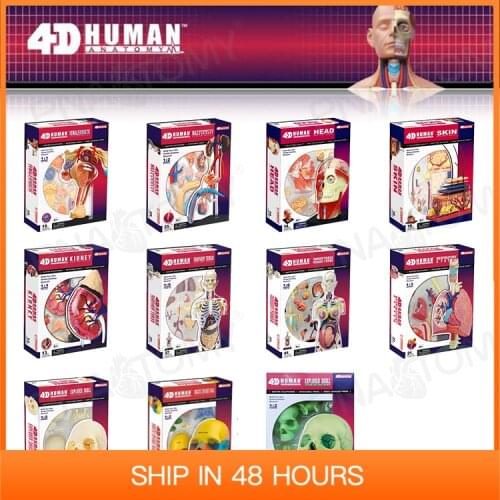Human Anatomical Model Puzzle Skull Kidney Skin Head Torso Detachable DIY Toy Educational Equipment With Manual 4D MASTER