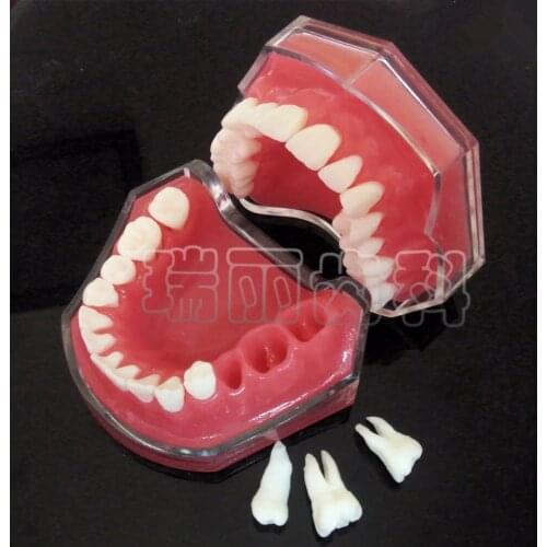 Dental Study Teaching Model Standard Model Removable Teeth Soft Gum adult TYPODONT Model 1pc