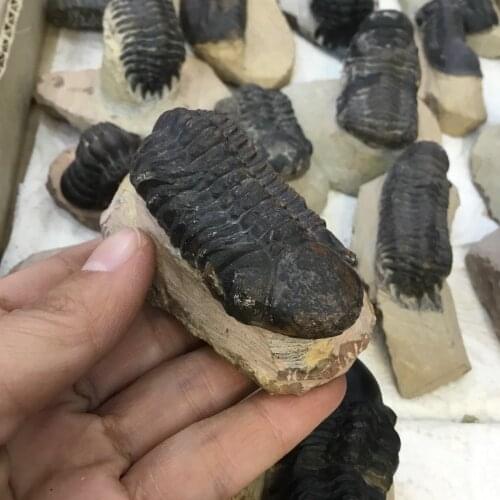 Natural trilobites fossil specimens