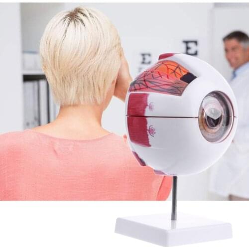 Human Anatomical Natural Eyeball Model Learning Aid Teaching Instrument 20CB