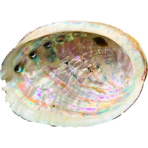 10-12cm Natural Abalone Shell Large Sea Shells Nautical Home Decor Soap Dish DIY Fish Tank Aquarium Landscape Wedding Decor