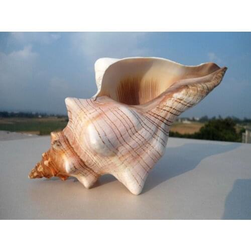 HappyKiss Natural winding conch shells decorate wedding shooting props Fish tank aquarium decorations Aquarium accessories
