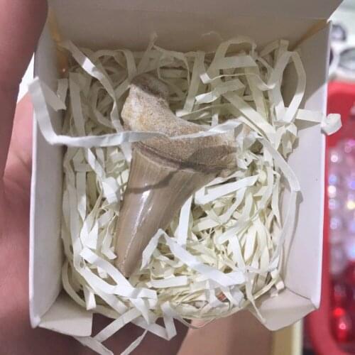 Natural Shark Teeth Fossil Mineral Specimen Quartz Rock Stones Reiki Healing Energy Collection Geological Teaching