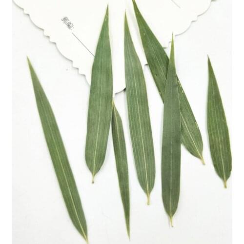 60pcs Pressed Dried Green Bamboo Leaves Leaf Flower Plants Herbarium For Jewelry Phone Case Photo Frame Bookmark Postcard DIY