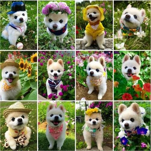 5D Diy Diamond Painting Full Drill Embroidery Dog New Arrival Diamond Mosaic Animals Cross Stitch Kit Kids Gift Home Decor