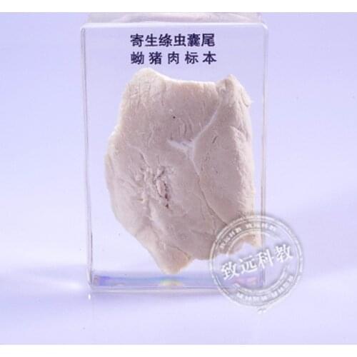 Parasite Specimens In Clear Lucite Block Educational Instrument Middle school biology School teaching aids