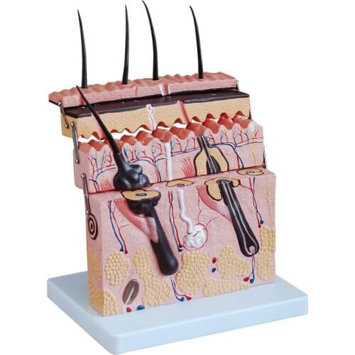 Human 70 Time Normal Skin Skeleton Anatomical Anatomia Regional Human Brain Model Anatomy In Trauma Medical Training Dermatology