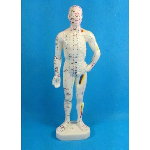 Free Shipping Male Human Point Chinese Acupuncture Body English Model 26CM