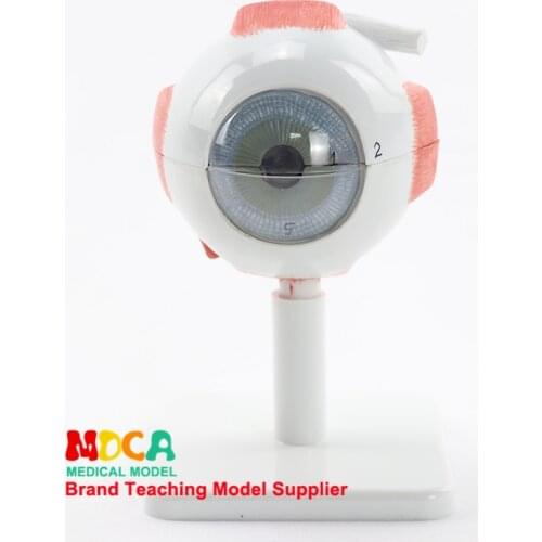 3 times magnification and dismantling 6 parts eyeball anatomy model pupil vision correction medical teaching MYQ001