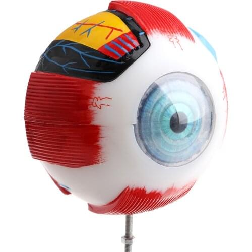 5X Magnification 7 Parts Disassembled Human Eye Ball Anatomy Model, 5.9 x 9 inch