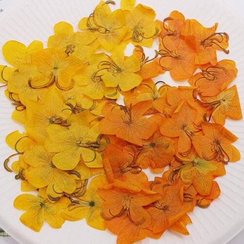 12pcs Dried Pressed Yellow/Orange Cassia Flower Plants Herbarium For Jewelry Postcard Phone Case Bookmark Invitation Card DIY