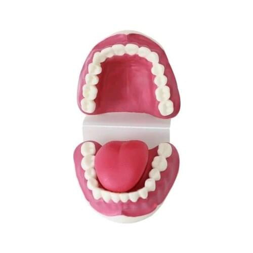 Oral Care Model tongue tooth Brushing demonstration model free shipping