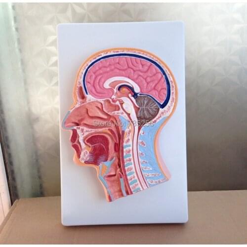 Median Section of the Head,Center of the Head Model of the Sagittal Section,Head Anatomical Model