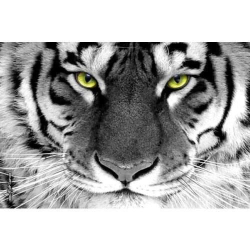 Shunqian White Wall Stickers