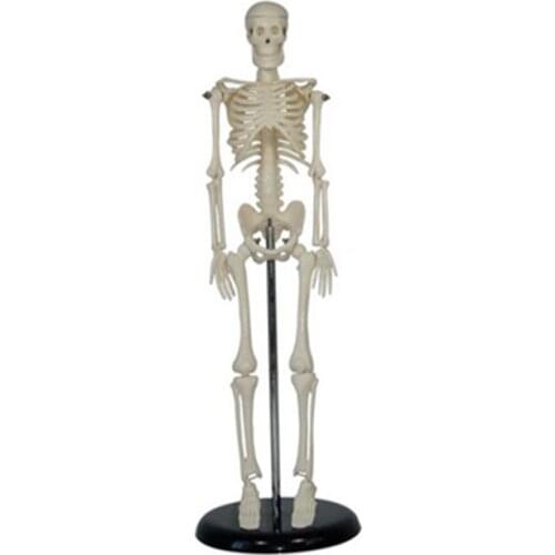 45CM Mini human Skeleton pvc model anatomical educational models