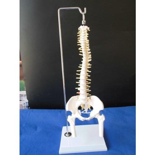 45cm Human Spine skeleton model Cervical Lumbar Vertebra Spine Skeleton Model