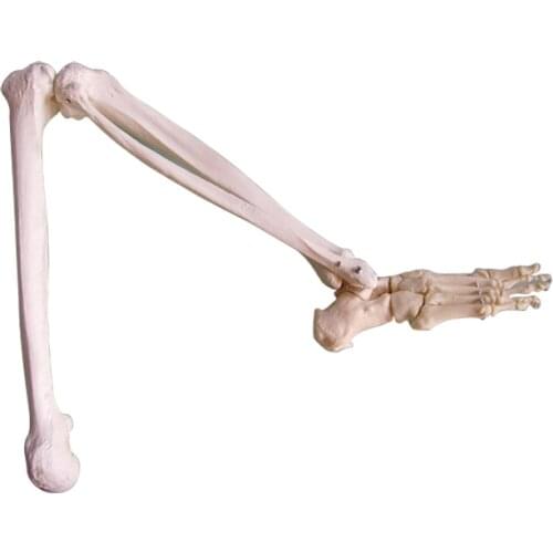 Human Foot joint model with fibula and femur Anatomical Foot bone model Anatomy Skeleton Model Medical Study Learning Supplies