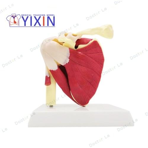 Human anatomy skeleton Advanced Muscled Shoulder Joint Model Functional Ligament Medical Teaching Aid