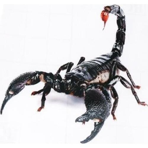 3D reptiles scorpion spider lizard car sticker