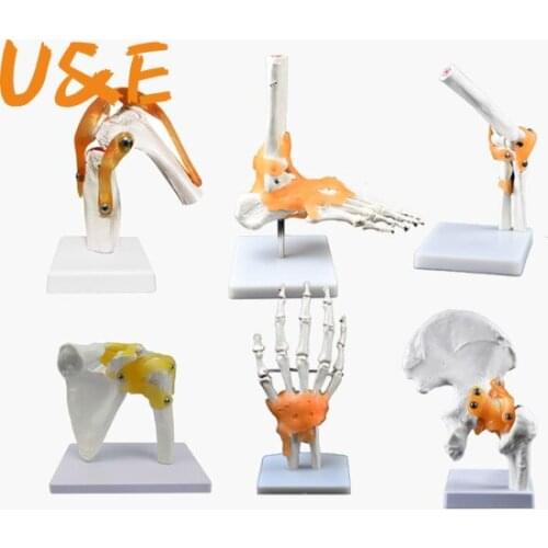 Human Skeleton Joint Anatomy Models Knee Elbow Foot Hand Shoulder Hip Joint with Ligaments Medical Science Teaching Supplies