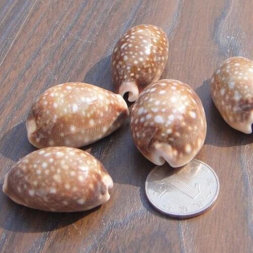 Conch shells and starfish mini shells sea accessories small seashells materials for crafts