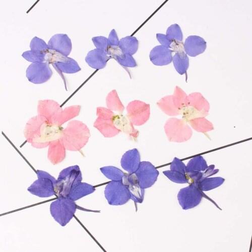 120pcs Blue/Pink Pressed Surfbird Stalks Flowers Plant Herbarium For Jewelry Postcard Phone Case Craft DIY Accessories