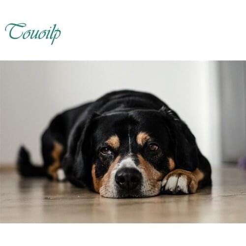 5D Diy diamond painting crystaldiamond embroidery diy crystal painting cross stitchsets Cute little black dog round