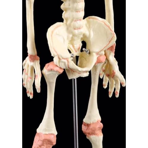 Single Head Baby Skull Human Research Model Skeleton Anatomical Brain Anatomy B36C