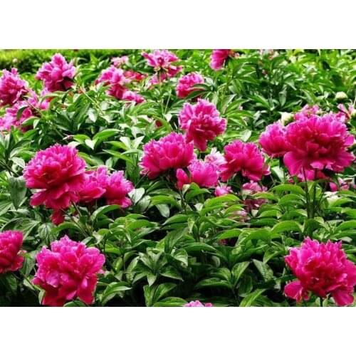 Flowers diamond painting peony full square embroidery mosaic art diamond dotz rhinestone picture puzzle toys drawing wall decor