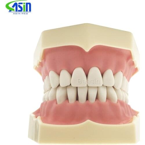 Good quality Dental Soft Gum Teeth Model with tougneTypodont 28/32 Removable Teeth with tongue NISSIN 200 Compatible