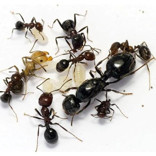 Муравьиный дом Educational Toys