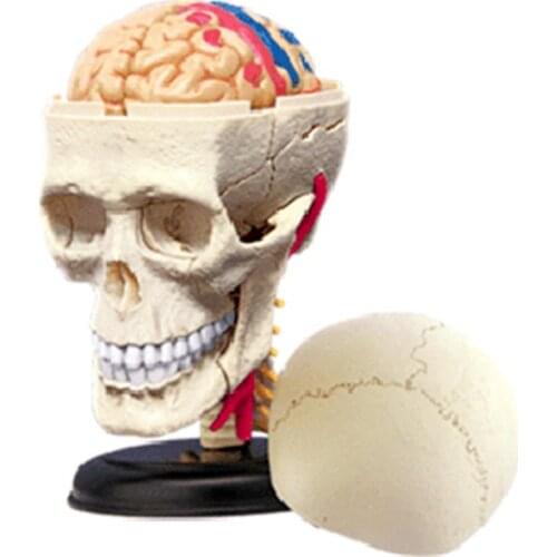 4D Skull Intelligence Assembling Toy HumanOrgan Anatomy Model Medical
