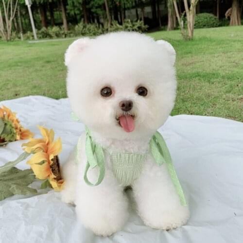 Summer Dog Dress Puppy Dresses Small Dog Clothes Chihuahua Yorkie Yorkshire Clothing Poodle Pomeranian Pet Apparel Cat Skirt