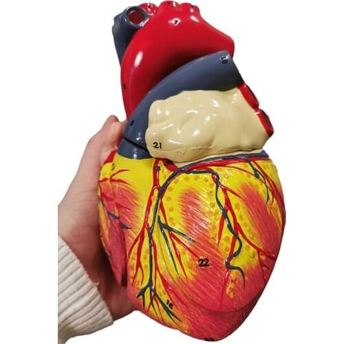 Human Heart Anatomical Teaching Model Viscera Medical Organ Anatomy Model Emulational Medicine Science Teaching Tool