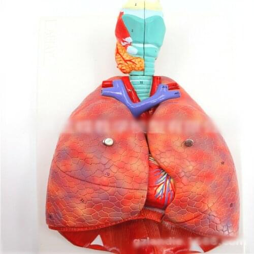 1:1 Larynx, heart and lung model respiratory system model lung model larynx anatomical model larynx model 7 parts