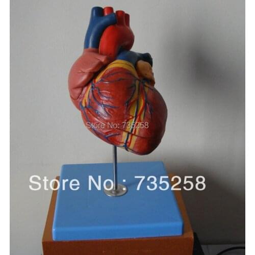 1.5 x Zoom Model of The Heart,Advanced Cardiac Anatomic Model,Adult Heart Model
