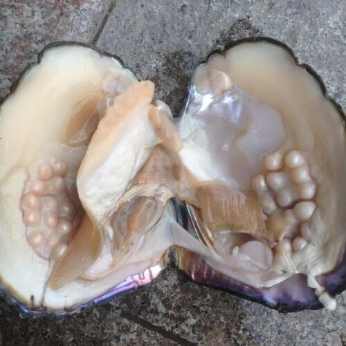 Bulk 5 Pcs Oysters Pearls Big Natural Freshwater Oyster with Pearl Vacuum-Packed Mysterious Pearl Party Gift Surprise FP265