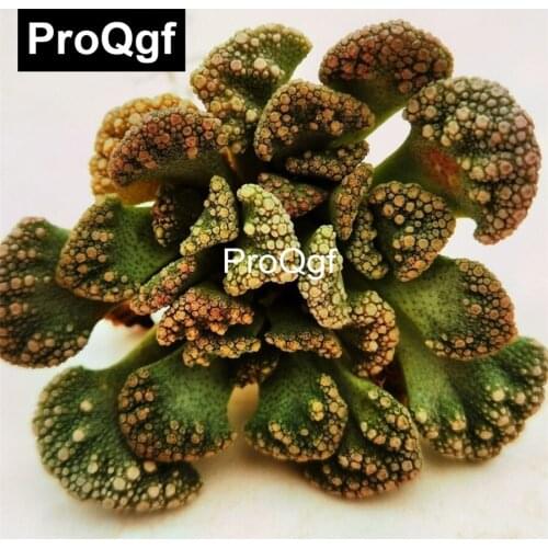 Prodgf 1 Set 100*100*75cm pumpkin shape sofa metal base