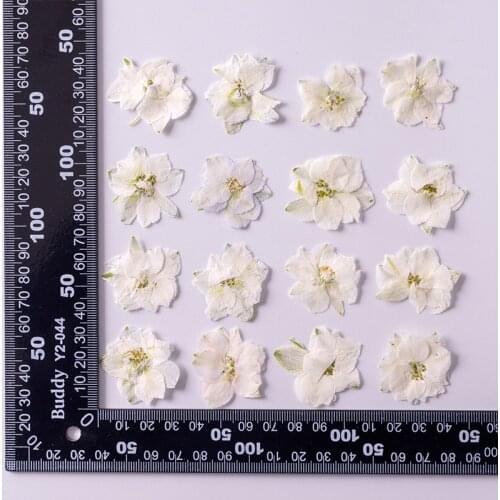 250pcs Pressed Dried Dyed White Consolida Ajacis Flower Plant Herbarium For Jewelry Postcard Invitation Card Phone Case DIY