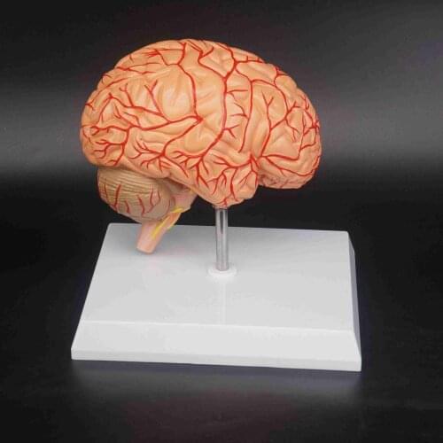 Human Right Brain Blood Vessel Medical Display Anatomical Model Deluxe Specimen Medical Science Supplies