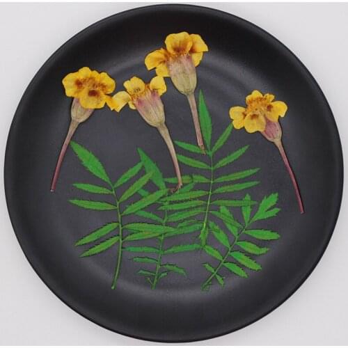 250pcs 4-6cm Pressed Dried Tagetes Patula L. Flower+Leaves Plants Herbarium For Jewelry Bookmark Postcard Phone Case Candle DIY