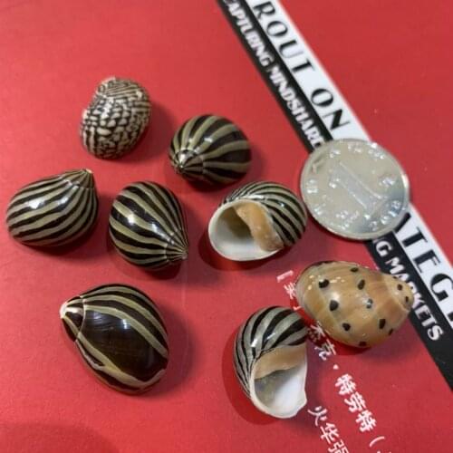 Natural conch zebra spiro spiro tiger crab shell handmade crafts wholesale