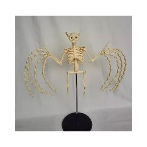 Bat skeleton model Animal anatomy model
