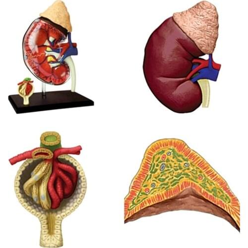 Mini 1:3 Kidney assembly model Assembled Human Anatomy Model 13pcs Gift for Children